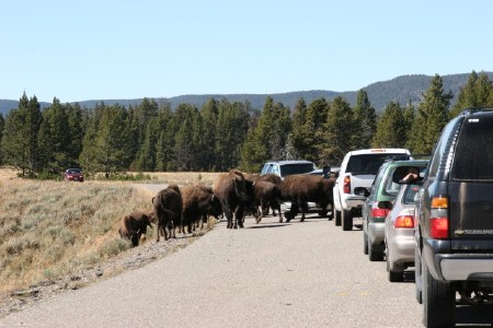 buffalo parade