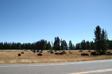buffalo herd