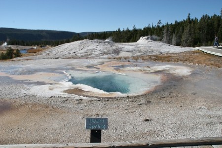 Heart Spring