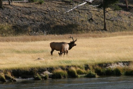 Elk