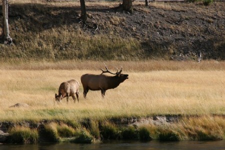 Bull Elk