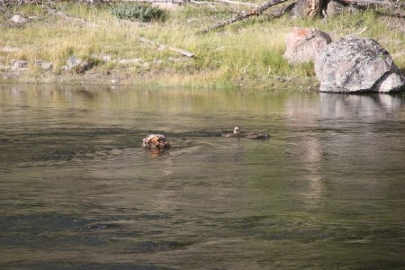Otter