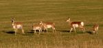 Antelope on Montana Range