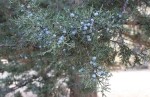 Juniper Berries