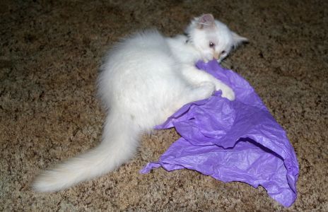 White Cat Playing with Purple Tissue