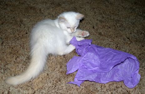 White Cat Playing with Purple Tissue