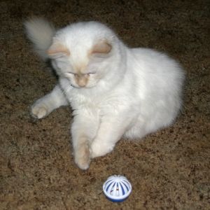 White Cat Playing with Ball
