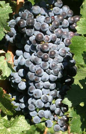 Red Grapes On the Vine