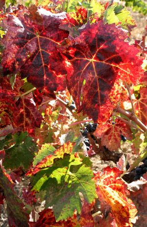 Grape Leafs In Autumn