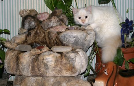 White Cat Caught Playing In Fountain