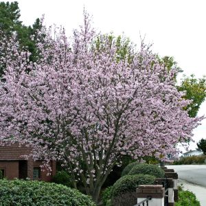 Flowering Fruit Tree