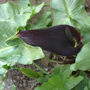 Black Calla Lily