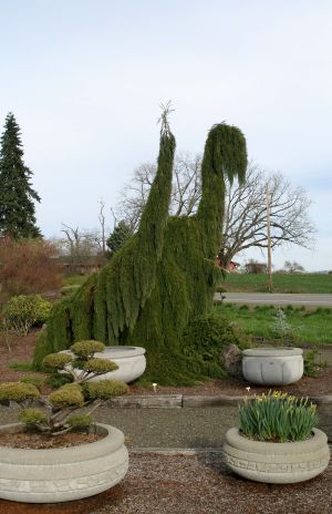 Weeping Redwood Trees