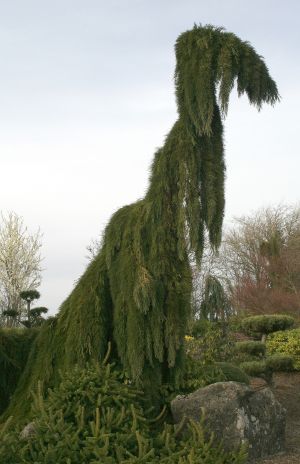 Weeping Redwood Tree