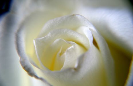 White Rose Close Up