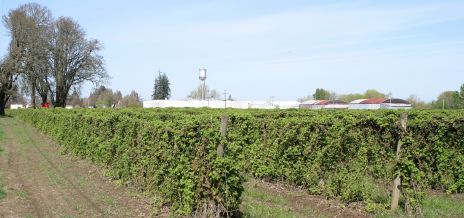 Blackberry or Raspberry Vines
