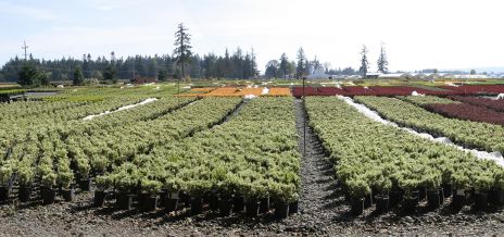 Big Oregon Nursery