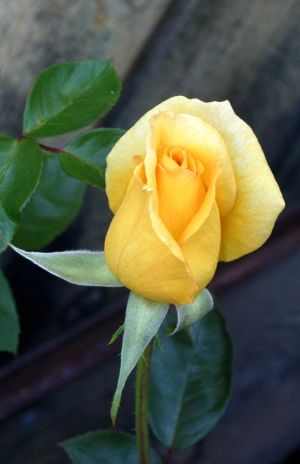 Yellow Rose Bud