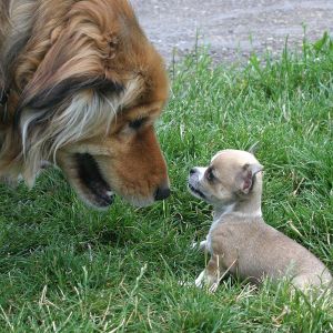 Big Dog Meeting Chihuahua Puppy