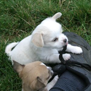 Chihuahua Puppy Playing with Shoe Lace