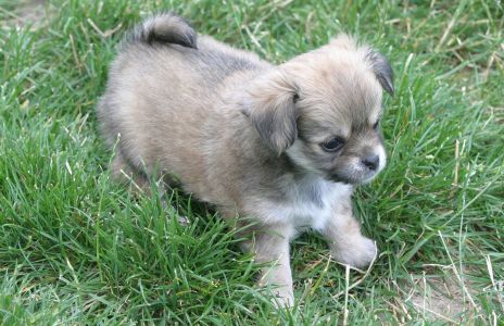 Chihuahua Puppy
