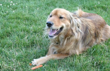 Our Big Dog Tara