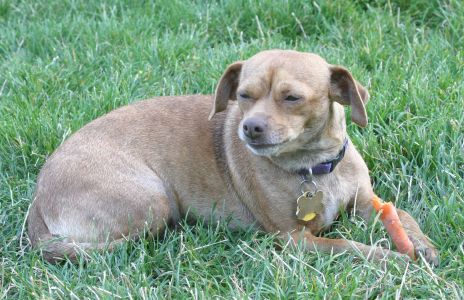 Deer Chihuahua Enjoying a Carrot