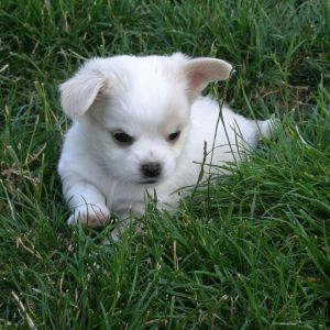 Chihuahua Puppy