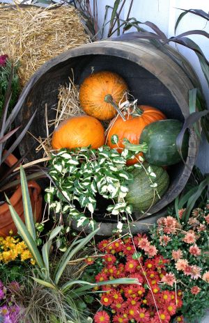Harvest Arrangement