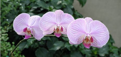 Pink Orchids