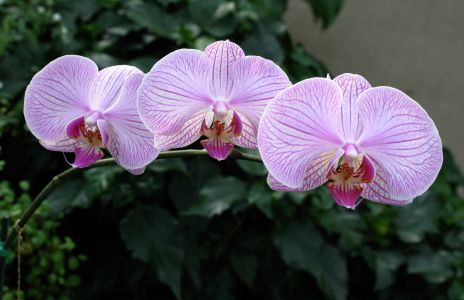 Pink Orchids