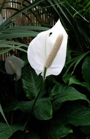 White Anthurium