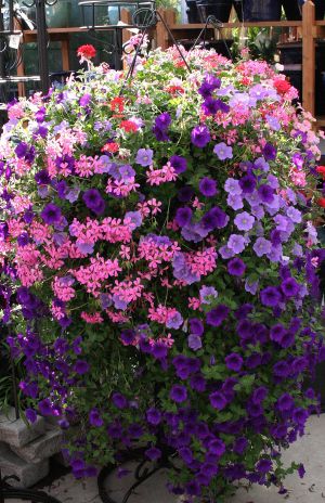 Pink Flowers and Purple Petunias in Hanging Basket