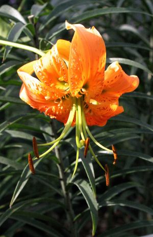Orange Turk's Cap Lily