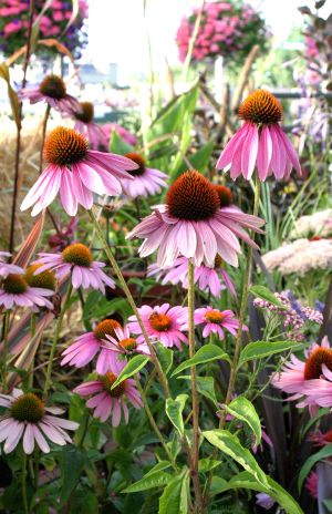 Echinacea Flowers