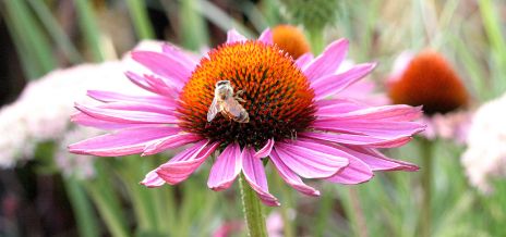 Echinacea Flower with Honey Bee