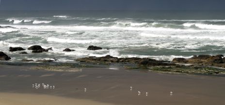 Shore Birds Along Rocky Oregon Coast