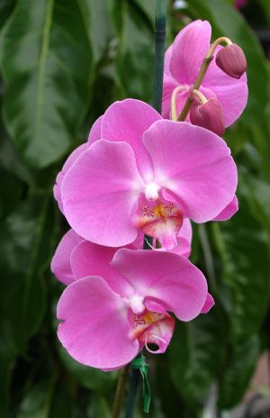 Pink Orchids