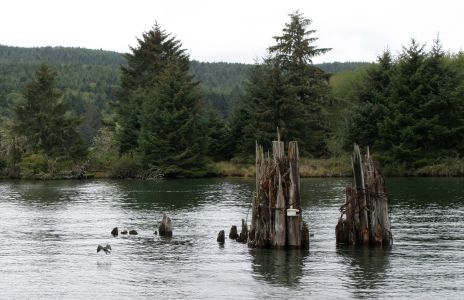 Old Dock Pilings on Siletz River
