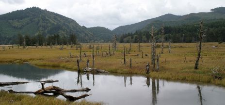 Siletz Bay Meadow with Many Dead Trees