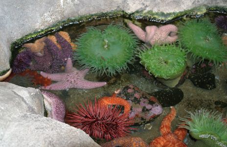 Tide Pool Animals, Star Fish, Anemones, Urchins, etc.