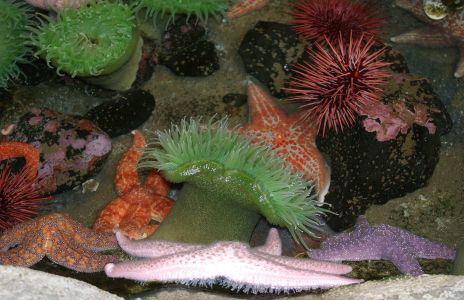 Tide Pool Animals, Star Fish, Anemones, Urchins, etc.