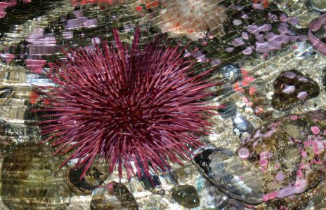 Sea Urchin