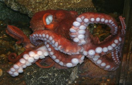 Giant Octopus