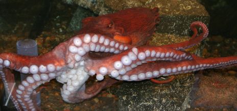 Giant Octopus