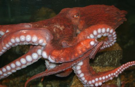 Giant Octopus