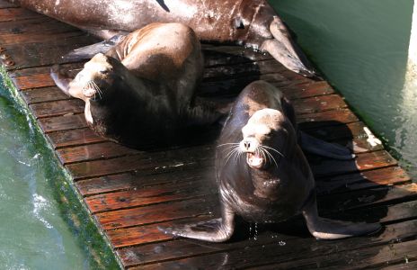 Sea Lions Making a Lot of Noise