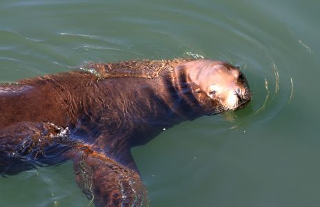 Sea Lion Swimming