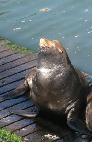 Sea Lion Strutting