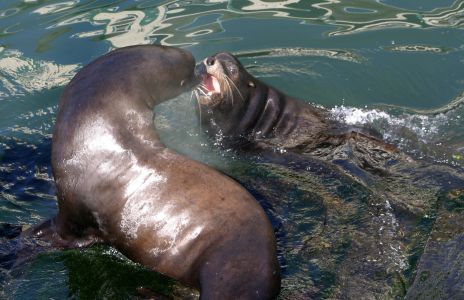 Sea Lion Fight